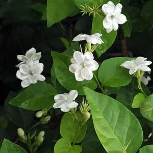 Maid of Orleans Jasmine Live Plant - White Fragrant Flower, 3-5 Inch Tall, Outdoor - Image 1