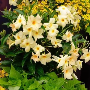 Mandevilla Vine Live Plant – Tropical Flowering Vine, 5-9 Inch Tall, Brazilian Jasmine - Image 3