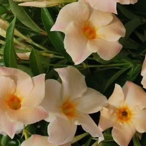 Mandevilla Vine Live Plant – Tropical Flowering Vine, 5-9 Inch Tall, Brazilian Jasmine - Image 4
