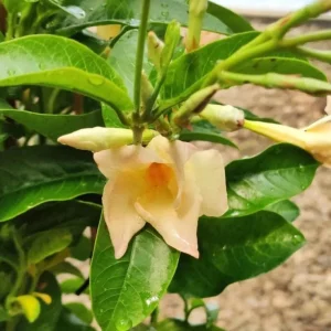 Mandevilla Vine Live Plant – Tropical Flowering Vine, 5-9 Inch Tall, Brazilian Jasmine - Image 5