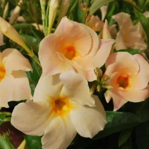 Mandevilla Vine Live Plant – Tropical Flowering Vine, 5-9 Inch Tall, Brazilian Jasmine - Image 1