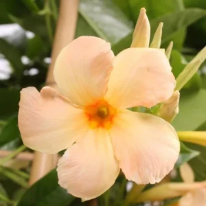 Mandevilla Vine Live Plant – Tropical Flowering Vine, 5-9 Inch Tall, Brazilian Jasmine - Image 6