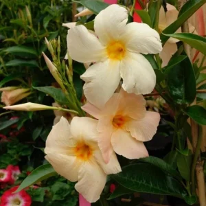 Mandevilla Vine Live Plant – Tropical Flowering Vine, 5-9 Inch Tall, Brazilian Jasmine - Image 7