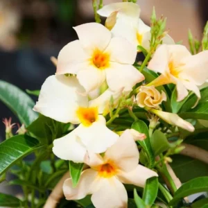 Mandevilla Vine Live Plant – Tropical Flowering Vine, 5-9 Inch Tall, Brazilian Jasmine - Image 8