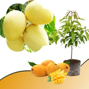 Mango Tree Live Plant - Sweet Tropical Yellow Red Mango in 3 Gallon Pot, Outdoor - Image 2