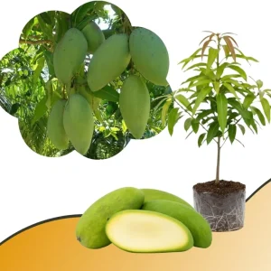 Mango Tree Live Plant - Sweet Tropical Yellow Red Mango in 3 Gallon Pot, Outdoor - Image 3