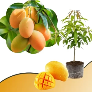 Mango Tree Live Plant - Sweet Tropical Yellow Red Mango in 3 Gallon Pot, Outdoor - Image 8