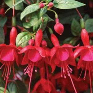 Marinka Fuchsia Live Plant – 5" Pot – Small Flowering Shrub – Red Blooms – Shade - Image 2
