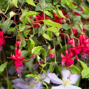 Marinka Fuchsia Live Plant – 5