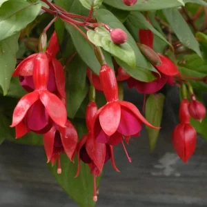 Marinka Fuchsia Live Plant – 5