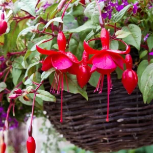 Marinka Fuchsia Live Plant – 5
