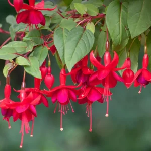 Marinka Fuchsia Live Plant – 5" Pot – Small Flowering Shrub – Red Blooms – Shade - Image 1
