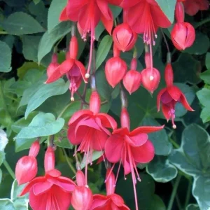Marinka Fuchsia Live Plant – 5