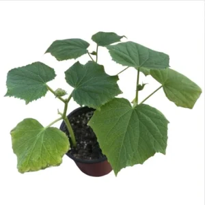 Marketmore Cucumber Live Starter Plants - Set of 2, 3-5 Inch Tall, Outdoor Vegetable - Image 10