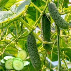 Marketmore Cucumber Live Starter Plants - Set of 2, 3-5 Inch Tall, Outdoor Vegetable - Image 3