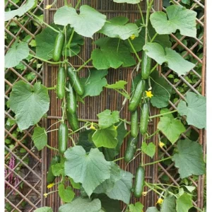 Marketmore Cucumber Live Starter Plants - Set of 2, 3-5 Inch Tall, Outdoor Vegetable - Image 9