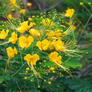 Mexican Bird of Paradise Live Plant, Yellow Pride of Barbados, 6-9 Inc Tall, Potted - Image 1