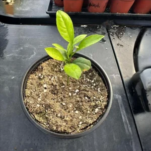 Meyer Lemon Live Starter Plant – Sweet Fruit Tree – 3-5 Inch Tall – Outdoor Garden - Image 10