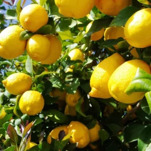 Meyer Lemon Live Starter Plant – Sweet Fruit Tree – 3-5 Inch Tall – Outdoor Garden - Image 2