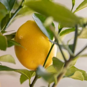Meyer Lemon Live Starter Plant – Sweet Fruit Tree – 3-5 Inch Tall – Outdoor Garden - Image 5