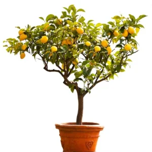 Meyer Lemon Live Starter Plant – Sweet Fruit Tree – 3-5 Inch Tall – Outdoor Garden - Image 1
