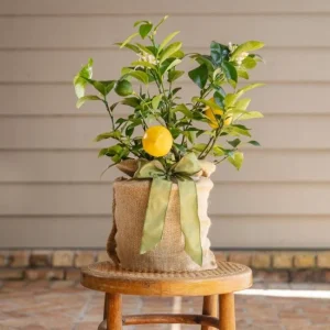 Meyer Lemon Live Starter Plant – Sweet Fruit Tree – 3-5 Inch Tall – Outdoor Garden - Image 6