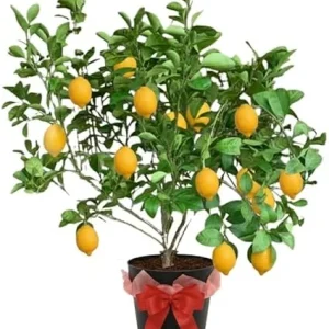 Meyer Lemon Tree Live Plant – 3 Gallon Pot – Already Bearing Fruit – Cold Hardy - Image 2