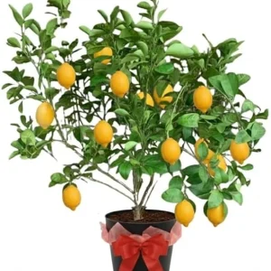 Meyer Lemon Tree Live Plant – 3 Gallon Pot – Already Bearing Fruit – Cold Hardy - Image 3