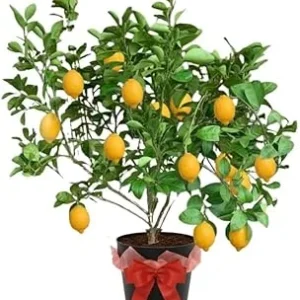 Meyer Lemon Tree Live Plant – 3 Gallon Pot – Already Bearing Fruit – Cold Hardy - Image 4