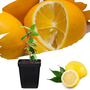 Meyer Lemon Tree Live Plant Seedling - Starter 2-3 Inch Tall - Tropical Fruit - Image 3