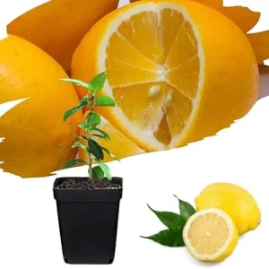 Meyer Lemon Tree Live Plant Seedling - Starter 2-3 Inch Tall - Tropical Fruit - Image 5