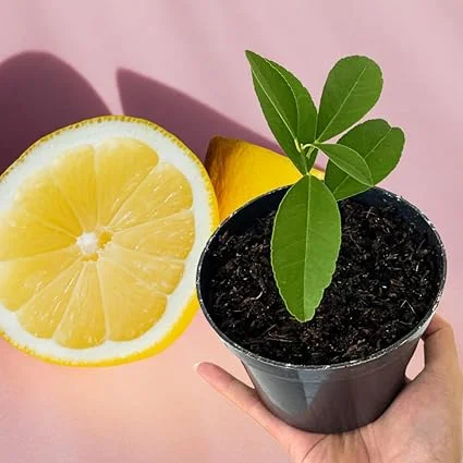Meyer Lemon Tree Live Plant - Starter Citrus Fruit 4" Pot, 1-2" Tall - Image 4