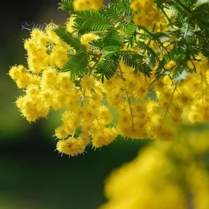 Mimosa Wattle Seedling Live Plant - Acacia Baileyana Yellow Flower Tree 3-5 Inch Tall 4 Inch Pot - Image 2