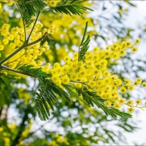 Mimosa Wattle Seedling Live Plant - Acacia Baileyana Yellow Flower Tree 3-5 Inch Tall 4 Inch Pot - Image 3