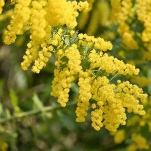 Mimosa Wattle Seedling Live Plant - Acacia Baileyana Yellow Flower Tree 3-5 Inch Tall 4 Inch Pot - Image 4