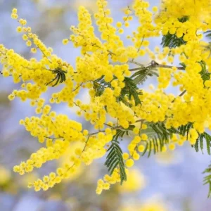 Mimosa Wattle Seedling Live Plant - Acacia Baileyana Yellow Flower Tree 3-5 Inch Tall 4 Inch Pot - Image 5