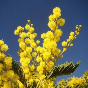 Mimosa Wattle Seedling Live Plant - Acacia Baileyana Yellow Flower Tree 3-5 Inch Tall 4 Inch Pot - Image 6