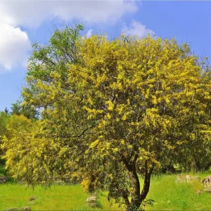 Mimosa Wattle Seedling Live Plant - Acacia Baileyana Yellow Flower Tree 3-5 Inch Tall 4 Inch Pot - Image 7