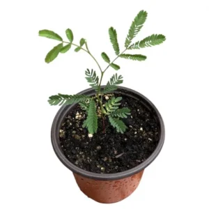 Mimosa Wattle Seedling Live Plant - Acacia Baileyana Yellow Flower Tree 3-5 Inch Tall 4 Inch Pot - Image 8