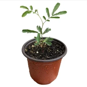 Mimosa Wattle Seedling Live Plant - Acacia Baileyana Yellow Flower Tree 3-5 Inch Tall 4 Inch Pot - Image 9