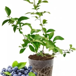 Mini Blue Blueberry Plant Live - 4-8 Inch Starter Bush for Garden or Patio - Image 2
