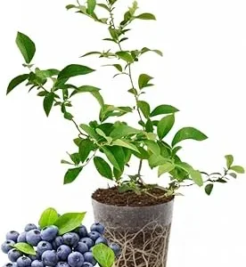 Mini Blue Blueberry Plant Live - 4-8 Inch Starter Bush for Garden or Patio - Image 6