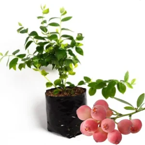 Misty Blueberry Plant Live for Planting, 4-7 inch, Cold Hardy Southern Highbush - Image 10