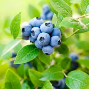 Misty Blueberry Plant Live for Planting, 4-7 inch, Cold Hardy Southern Highbush - Image 14