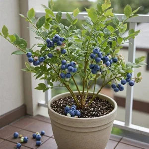 Misty Blueberry Plant Live for Planting, 4-7 inch, Cold Hardy Southern Highbush - Image 15