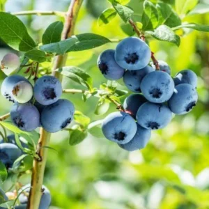 Misty Blueberry Plant Live for Planting, 4-7 inch, Cold Hardy Southern Highbush - Image 3