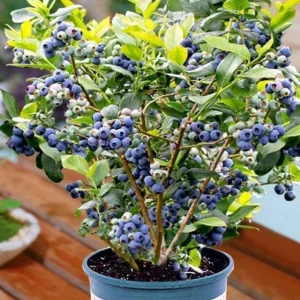 Misty Blueberry Plant Live for Planting, 4-7 inch, Cold Hardy Southern Highbush - Image 1