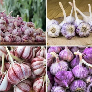 Mix Garlic Bulbs for Planting - 1 Lb Hardy Hardneck Garlic for Home Garden - Image 2