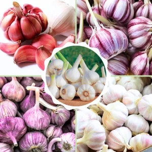 Mix Garlic Bulbs for Planting - 1 Lb Hardy Hardneck Garlic for Home Garden - Image 4