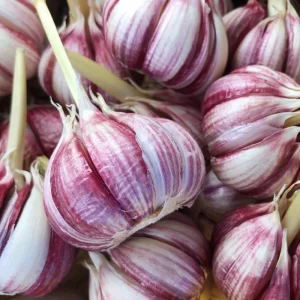 Mix Garlic Bulbs for Planting - 1 Lb Hardy Hardneck Garlic for Home Garden - Image 7